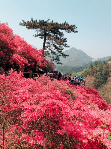 待到杜鵑花開時443.png
